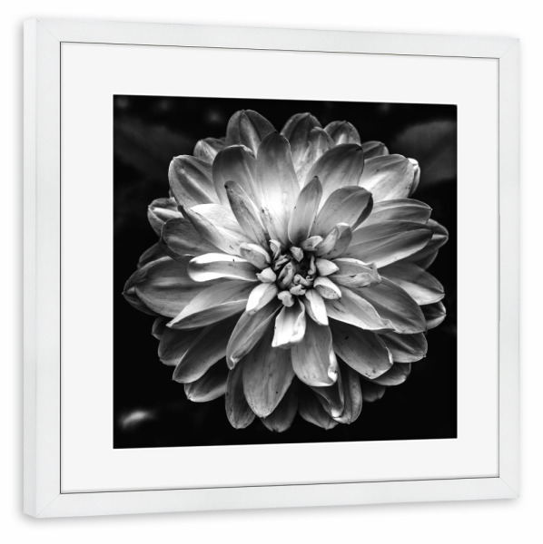 Poster mit Rahmen weiß "Flower of Life (Dark)" artboxONE - Natur,Reise,Floral,Schwarzweiß,Liebe - Nature,Blossom,Flower,Floral,Photography
