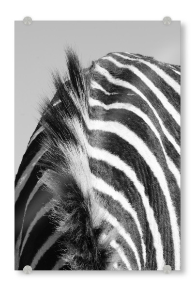 Acrylglasbild "Zebra Fell und Mähne" artboxONE - Tiere,Schwarzweiß - Zebra,Fell,Mähne