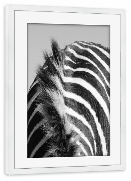 Poster mit Rahmen weiß "Zebra Fell und Mähne" artboxONE - Tiere,Schwarzweiß - Zebra,Fell,Mähne
