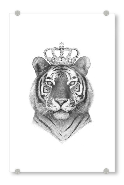 Acrylglasbild "The Tiger King" artboxONE - Tiere,Schwarzweiß - Tiger,Royal,Animals,King,Royal tiger