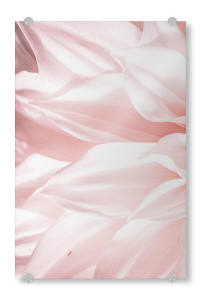 Acrylglasbild "Pink Petals" artboxONE - Floral