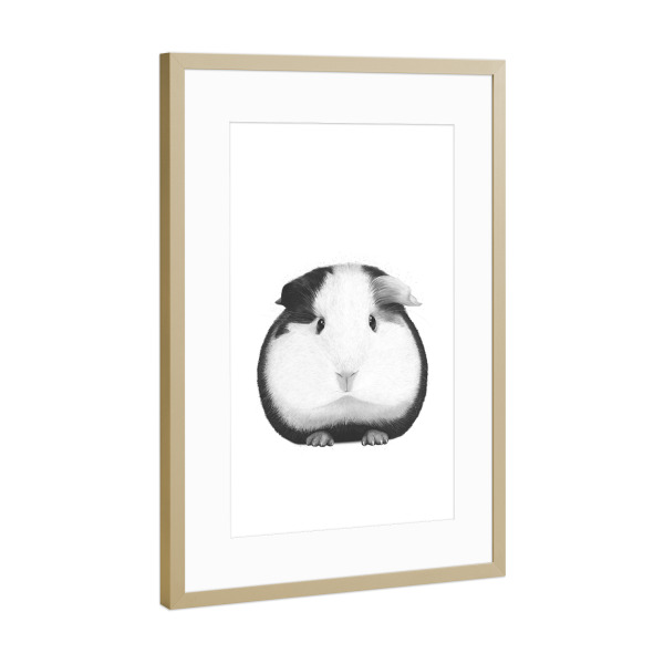Poster mit Rahmen Gold "Guinea pig boy" artboxONE - Tiere,Schwarzweiß - Pig,Guinea pig,Animal