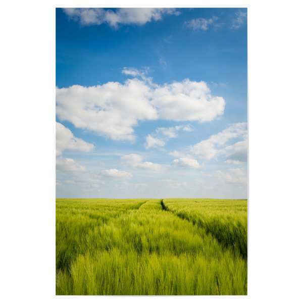 Poster 30x20 cm "Sommer im Feld" artboxONE - Natur - Feld,Sommer,Landschaft,Natur,Getreide