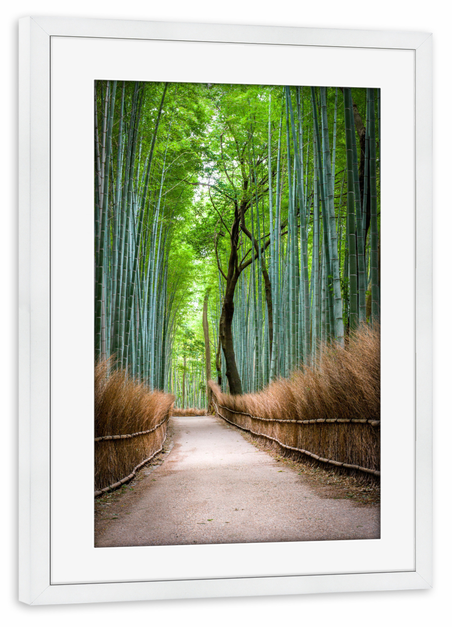 Poster mit Rahmen weiß "Bambuswald in Arashiyama, Japan" artboxONE - Natur,Reise - Arashiyama,Kyoto,Japan,Asien,Bambus,Wald,Forest,Natur