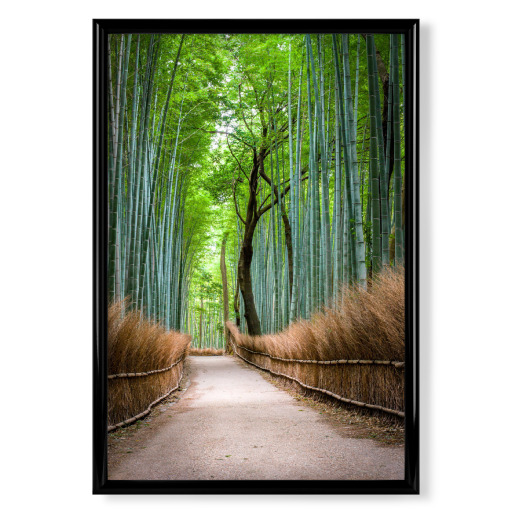 Bambuswald in Arashiyama, Japan