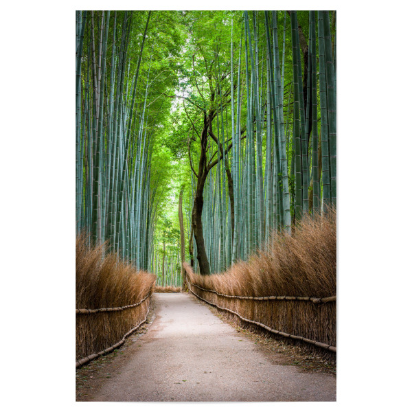 Poster 30x20 cm "Bambuswald in Arashiyama, Japan" artboxONE - Natur,Reise - Arashiyama,Kyoto,Japan,Asien,Bambus,Wald,Forest,Natur