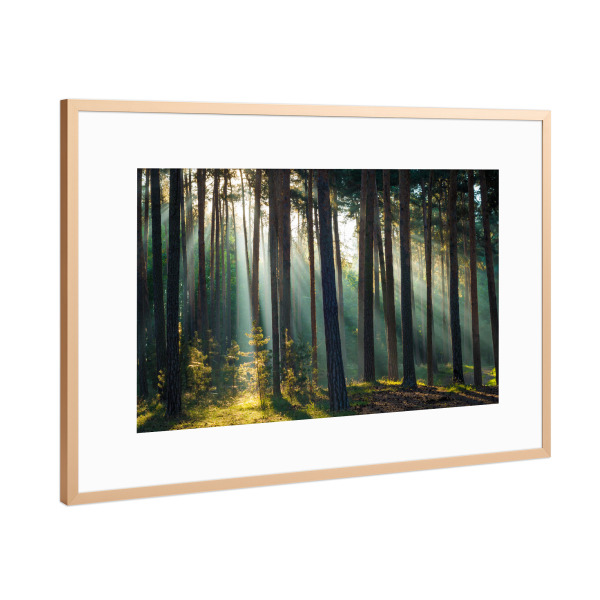 Poster mit Rahmen Kupfer "Herbstlicht im Harzer Wald" artboxONE - Natur - Harz,Wald,Natur,Sachsen,Bäume,Licht