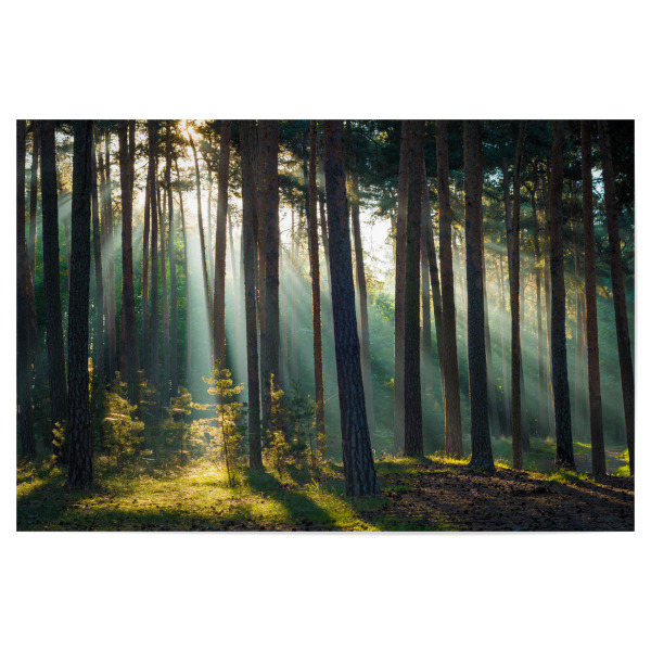 Poster 30x20 cm "Herbstlicht im Harzer Wald" artboxONE - Natur - Harz,Wald,Natur,Sachsen,Bäume,Licht