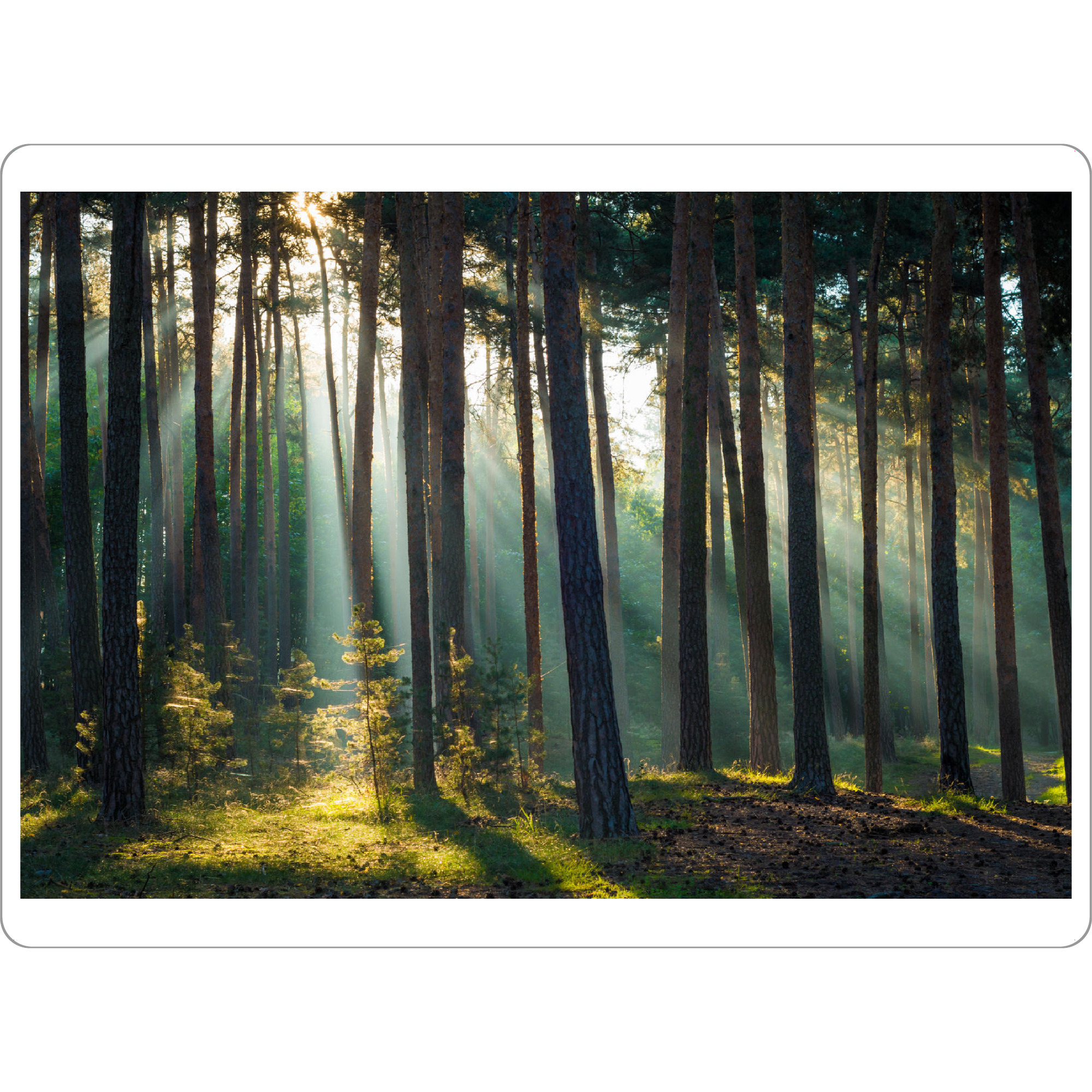 Tischset "Herbstlicht im Harzer Wald" artboxONE - Natur - Harz,Wald,Natur,Sachsen,Bäume,Licht - Bild harz