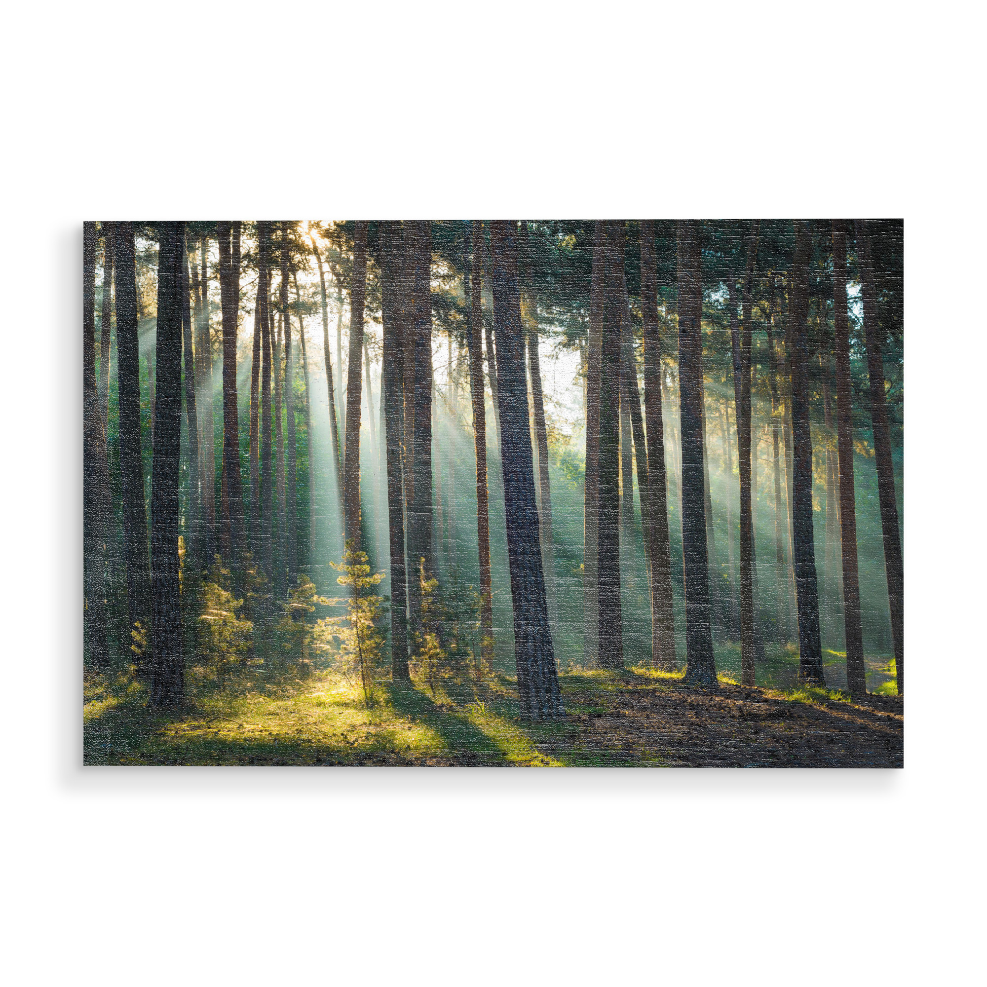 Holzbild "Herbstlicht im Harzer Wald" artboxONE - Natur - Harz,Wald,Natur,Sachsen,Bäume,Licht