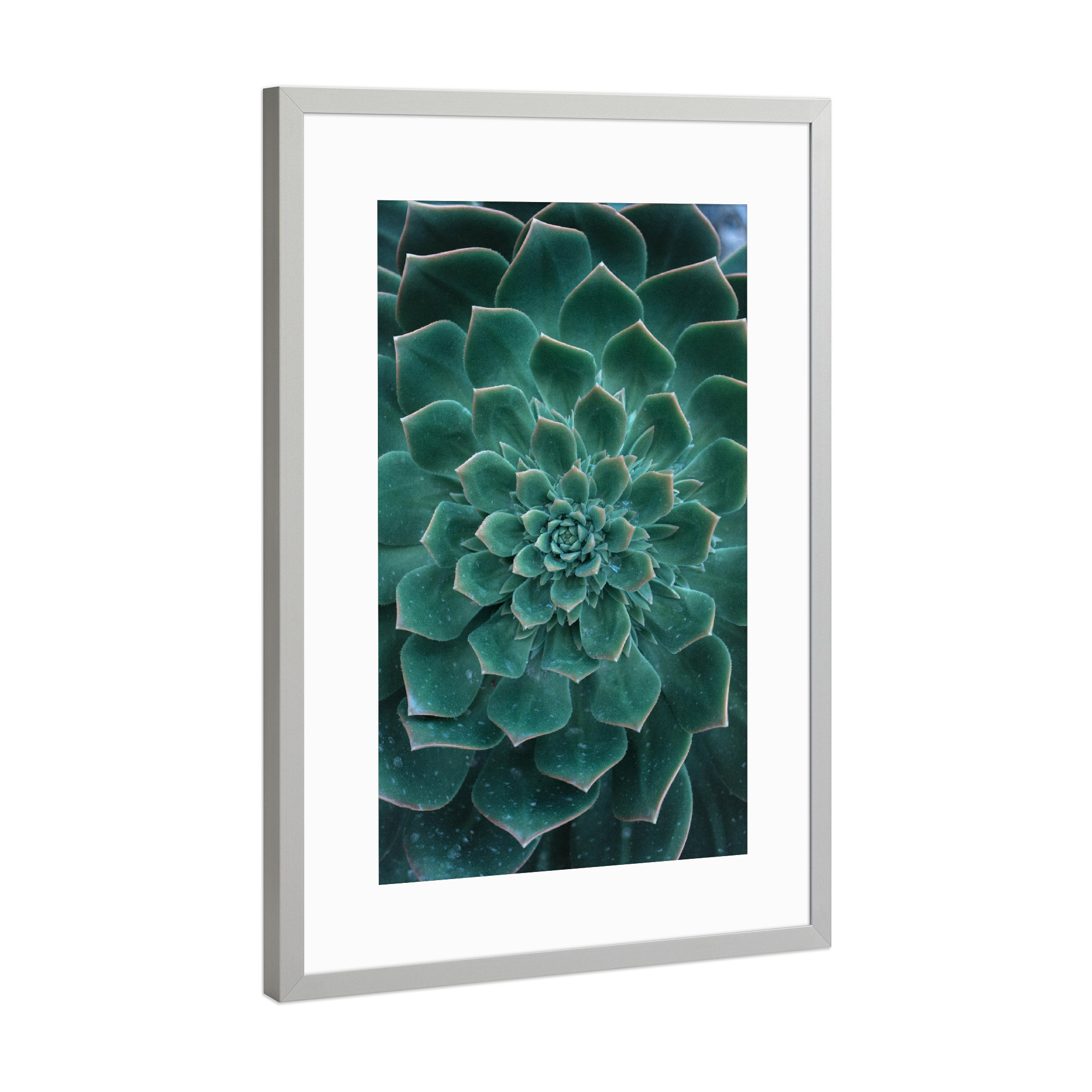 Poster mit Rahmen Silber "Green Cactus Succulent" artboxONE - Floral