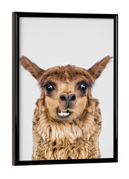 Poster mit schwarzem Rahmen "Happy Llama" artboxONE - Tiere,Lustig - Llama,Zoo,Animal,Portrait