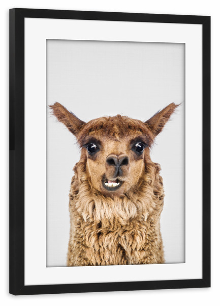 Poster mit Rahmen schwarz "Happy Llama" artboxONE - Tiere,Lustig - Llama,Zoo,Animal,Portrait