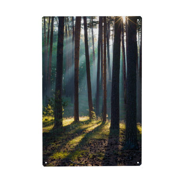 Holzbild "Morgen im Wald" artboxONE - Natur - Wald,Kiefern,Licht,Herbst,Harz,Sonne,Natur,Forest,Sun