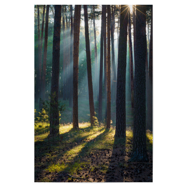 Poster 30x20 cm "Morgen im Wald" artboxONE - Natur - Wald,Kiefern,Licht,Herbst,Harz,Sonne,Natur,Forest,Sun