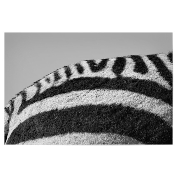 Poster "Zebra Muster hinten oben" artboxONE - Tiere,Schwarzweiß,Reise / Afrika - Zebra,Zebrastreifen,Afrika