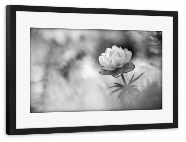 Poster mit Rahmen schwarz "Blackly yellow" artboxONE - Floral,Schwarzweiß - Hahnenfuß,Butterblume,Blüte,Blume