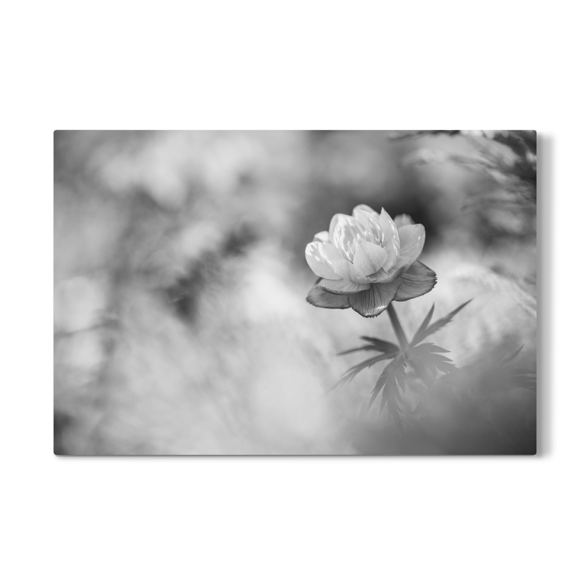 Galerie-Print "Blackly yellow" 75x50 cm artboxONE