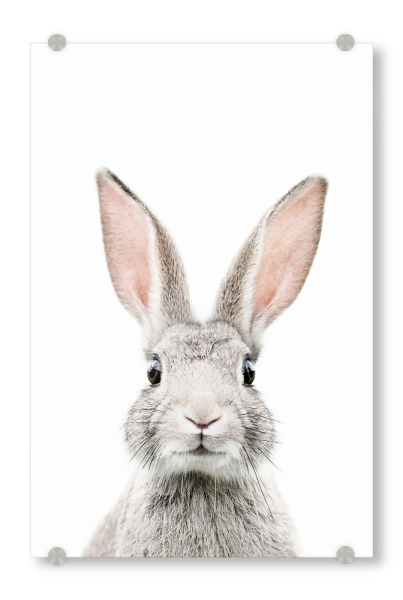 Acrylglasbild "Baby Bunny" artboxONE - Tiere - Bunny,Rabbit