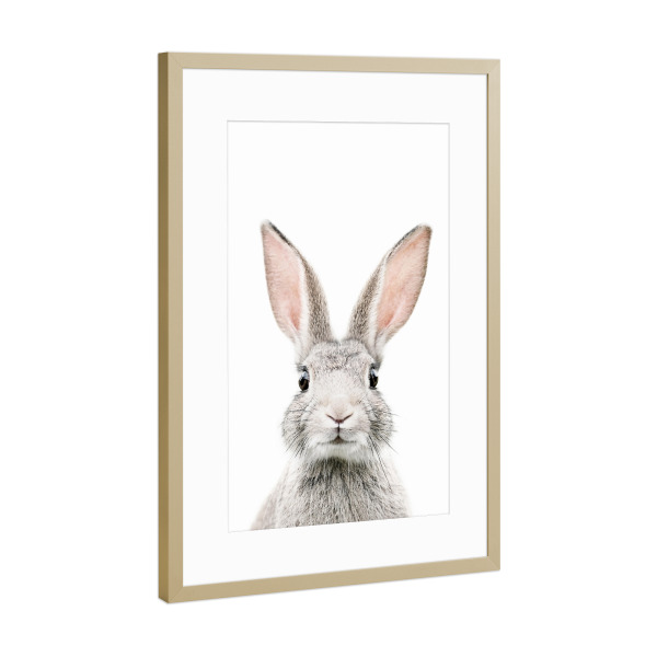 Poster mit Rahmen Gold "Baby Bunny" artboxONE - Tiere - Bunny,Rabbit