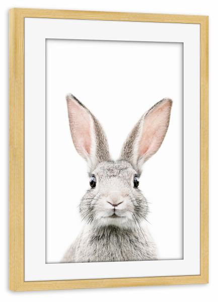 Poster mit Rahmen kiefer "Baby Bunny" artboxONE - Tiere - Bunny,Rabbit