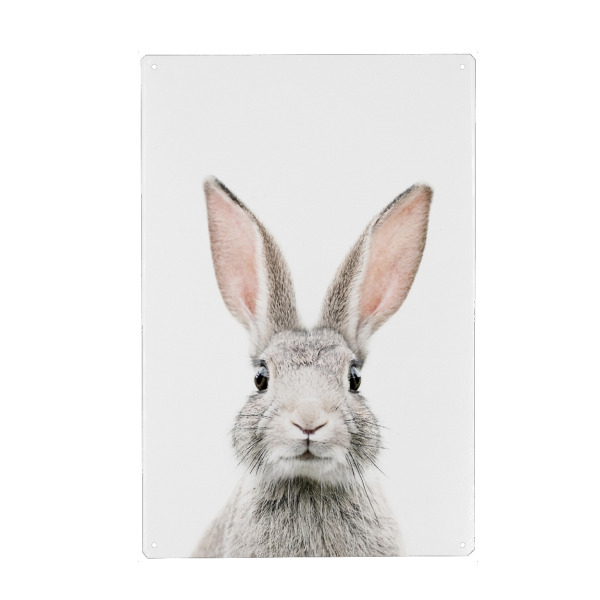 Metall Poster "Baby Bunny" artboxONE - Tiere - Bunny,Rabbit - Blechschild