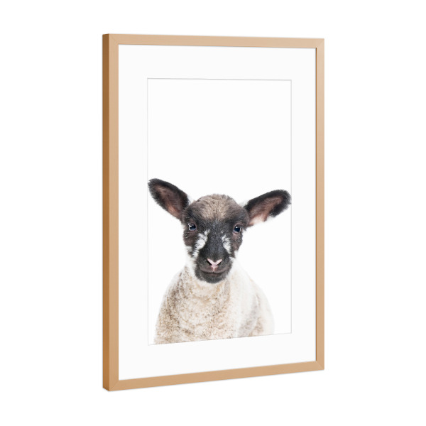 Poster mit Rahmen Kupfer "Little Lamb" artboxONE - Tiere,Schwarzweiß - Sheep,Lamb,Animal,Farm,Nursery,Cute