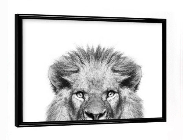 Poster mit schwarzem Rahmen "Peeking Lion" artboxONE - Tiere,Schwarzweiß - Peekaboo,Lion,Animal,Wild cat,Wildlife,Zoo,Afrika,Boho