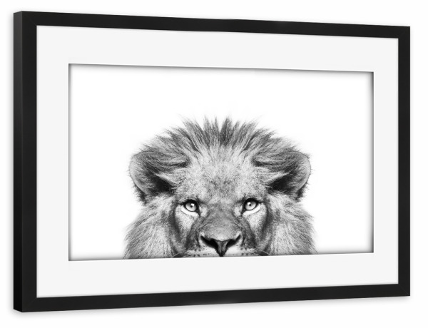 Poster mit Rahmen schwarz "Peeking Lion" artboxONE - Tiere,Schwarzweiß - Peekaboo,Lion,Animal,Wild cat,Wildlife,Zoo,Afrika,Boho