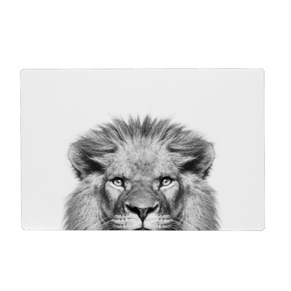 Metall Poster "Peeking Lion" artboxONE - Tiere,Schwarzweiß - Peekaboo,Lion,Animal,Wild cat,Wildlife,Zoo,Afrika,Boho - Blechschild