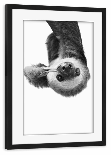 Poster mit Rahmen schwarz "Little Sloth" artboxONE - Tiere,Schwarzweiß - Black and white,Sloth,Baby animal,Cute,Funny