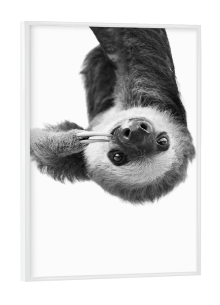 Poster mit weißem Rahmen "Little Sloth" artboxONE - Tiere,Schwarzweiß - Black and white,Sloth,Baby animal,Cute,Funny