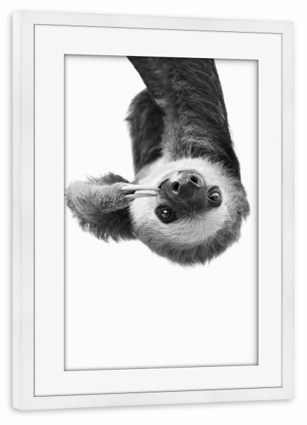 Poster mit Rahmen weiß "Little Sloth" artboxONE - Tiere,Schwarzweiß - Black and white,Sloth,Baby animal,Cute,Funny