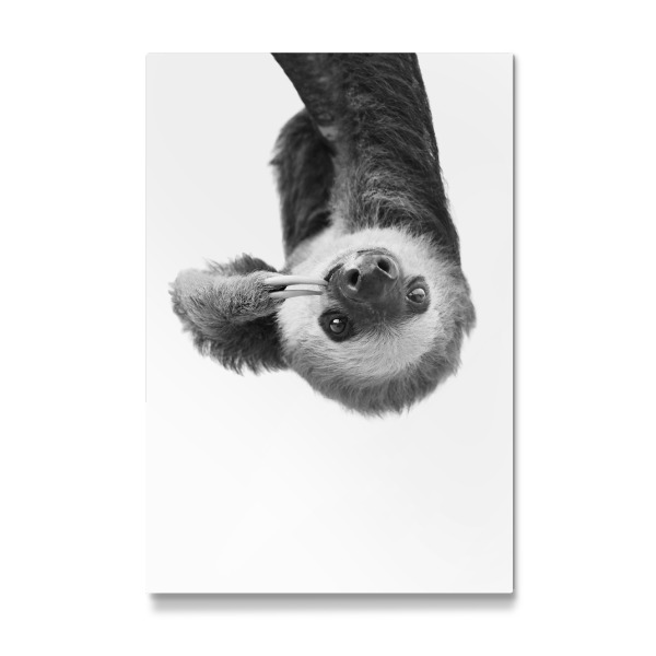 Galerie-Print "Little Sloth" 30x20 cm artboxONE