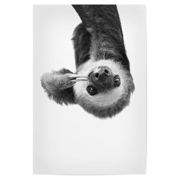 Poster 30x20 cm "Little Sloth" artboxONE - Tiere,Schwarzweiß - Black and white,Sloth,Baby animal,Cute,Funny