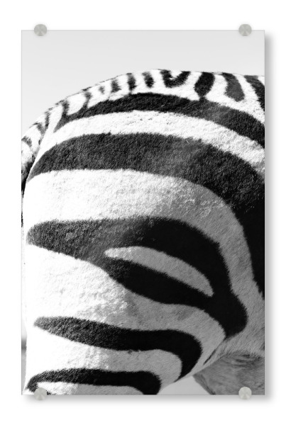 Acrylglasbild "Zebra Muster hinten rechts" artboxONE - Tiere,Schwarzweiß,Reise / Afrika - Zebra,Zebrastreifen,Muster,Animal print