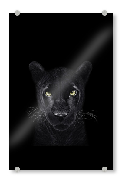 Acrylglasbild "Panther on black" artboxONE - Tiere - Panther,Black panther,Cat