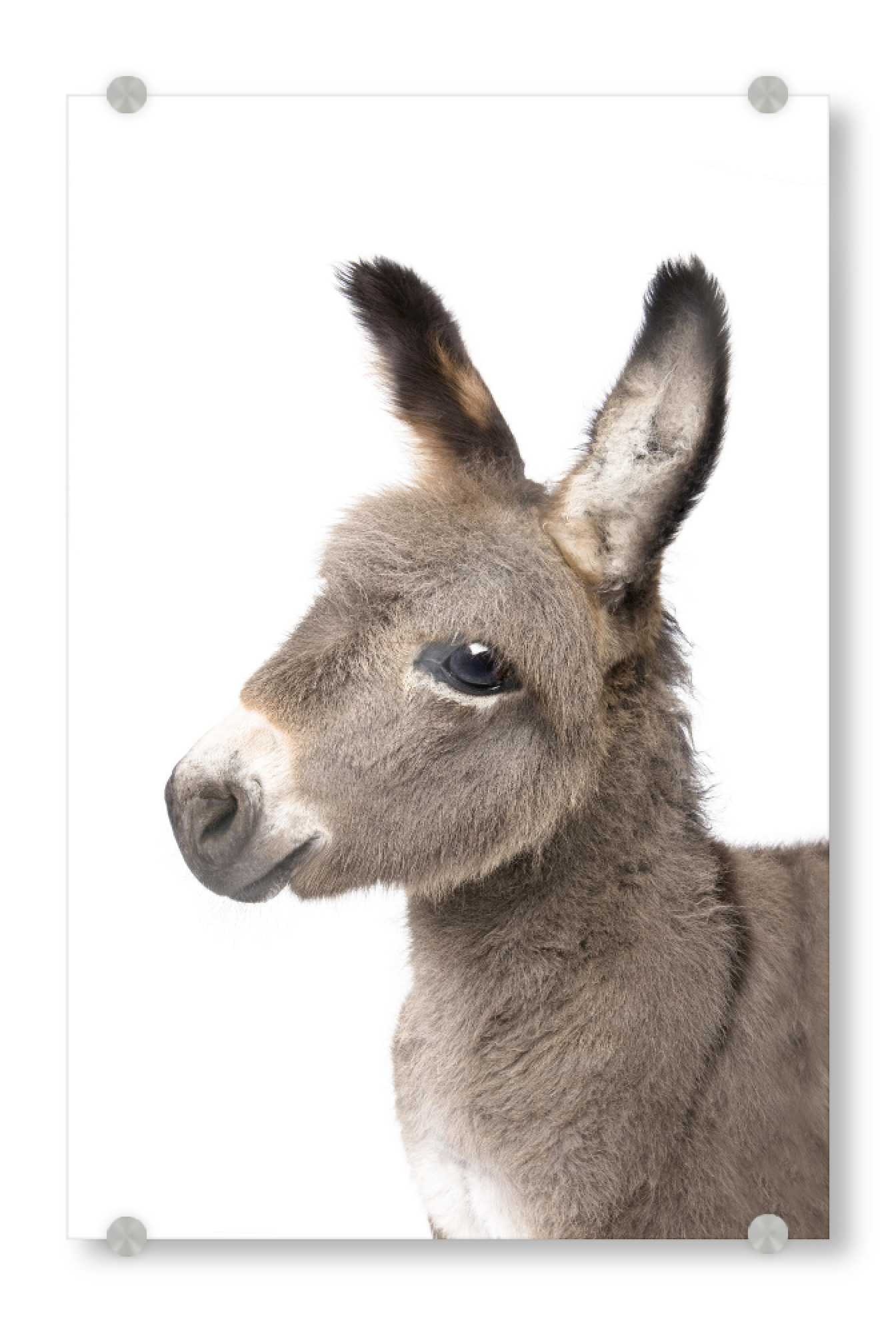 Acrylglasbild "Baby Donkey" artboxONE - Tiere - Animals,Farm,Donkey,Horse,Baby animal,Cute