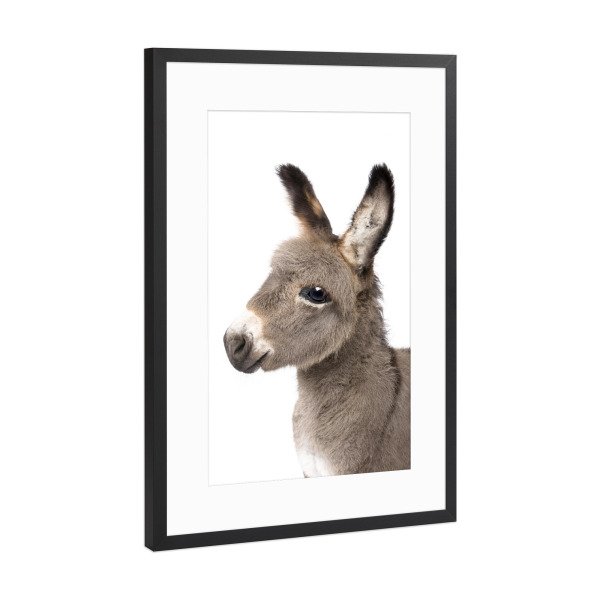 Poster mit Rahmen Schwarz (Metallic) "Baby Donkey" artboxONE - Tiere - Animals,Farm,Donkey,Horse,Baby animal,Cute