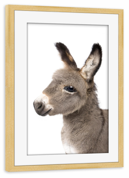 Poster mit Rahmen kiefer "Baby Donkey" artboxONE - Tiere - Animals,Farm,Donkey,Horse,Baby animal,Cute