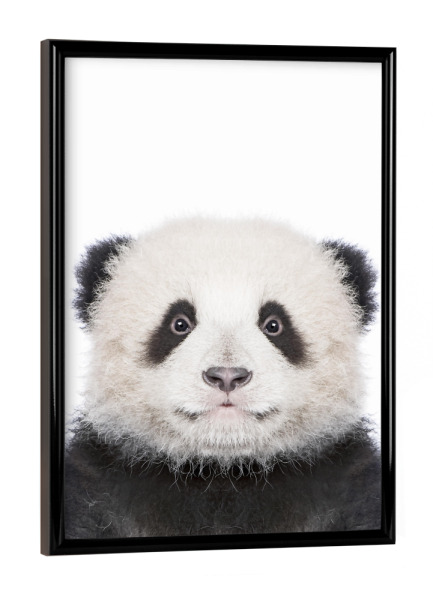Poster mit schwarzem Rahmen "Baby Panda" artboxONE - Tiere,Schwarzweiß - Animals,Animal,Bear,Zoo,Chinese,Cute,Baby animal,Nursery