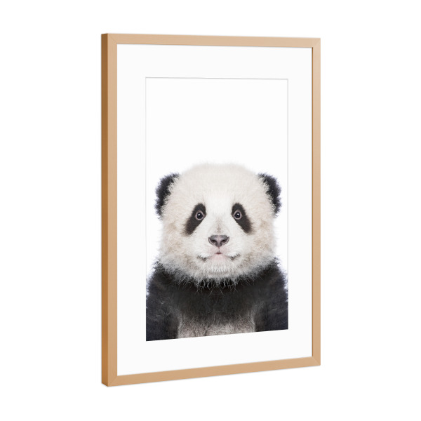 Poster mit Rahmen Kupfer "Baby Panda" artboxONE - Tiere,Schwarzweiß - Animals,Animal,Bear,Zoo,Chinese,Cute,Baby animal,Nursery