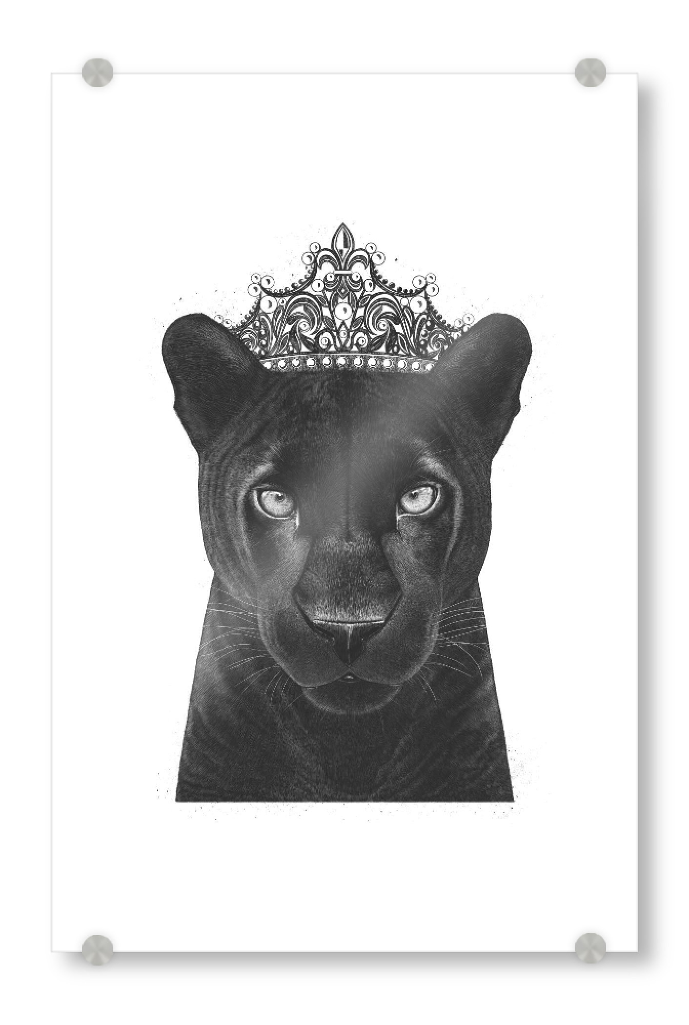 Acrylglasbild "The Queen Panther" artboxONE - Tiere,Schwarzweiß - Panther,Black panther,Cat,Queen,Royal,Black and white