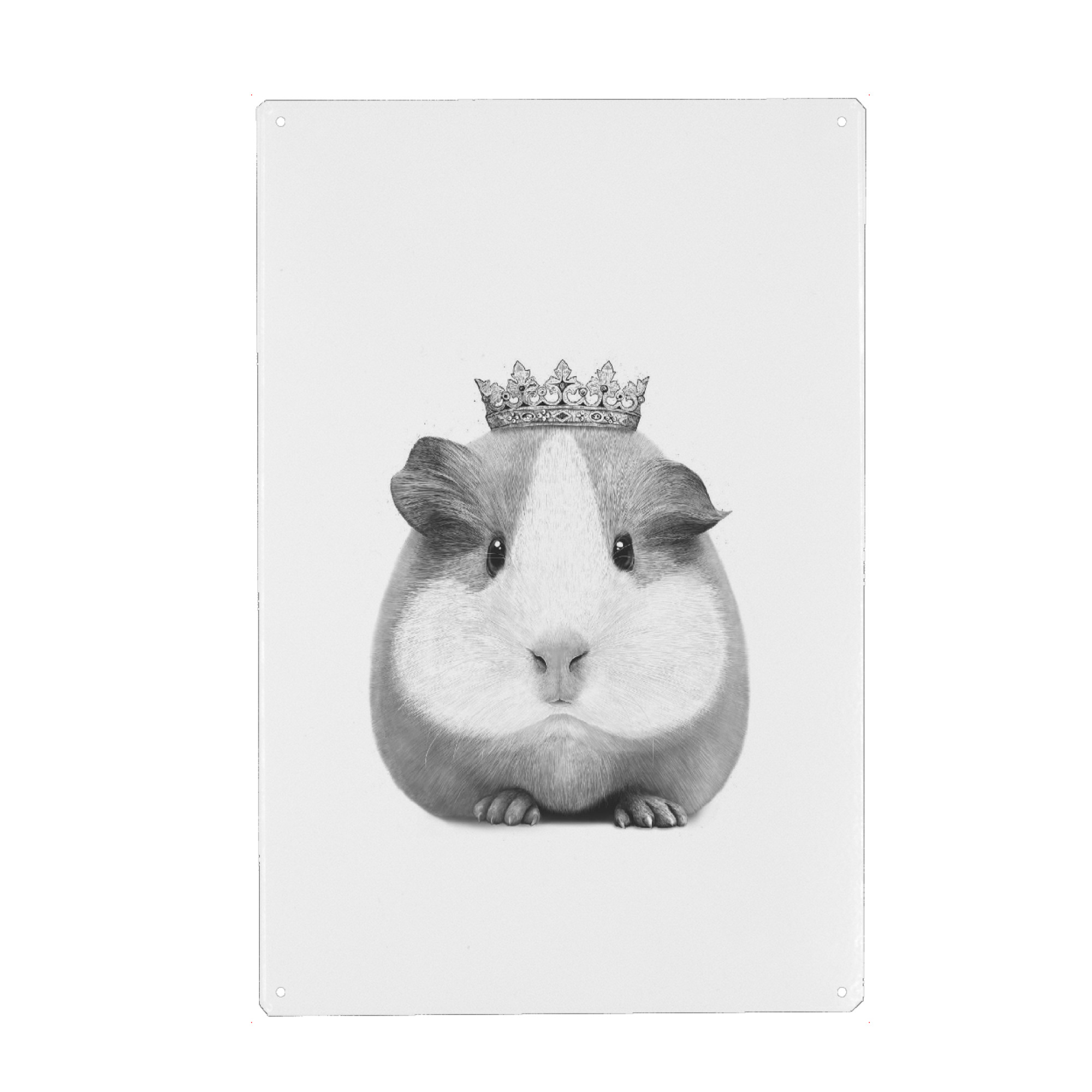 Metall Poster "Queen guinea pig" artboxONE - Tiere,Schwarzweiß - Guinea pig,Pig,Black and white,Queen,Royal - Blechschild