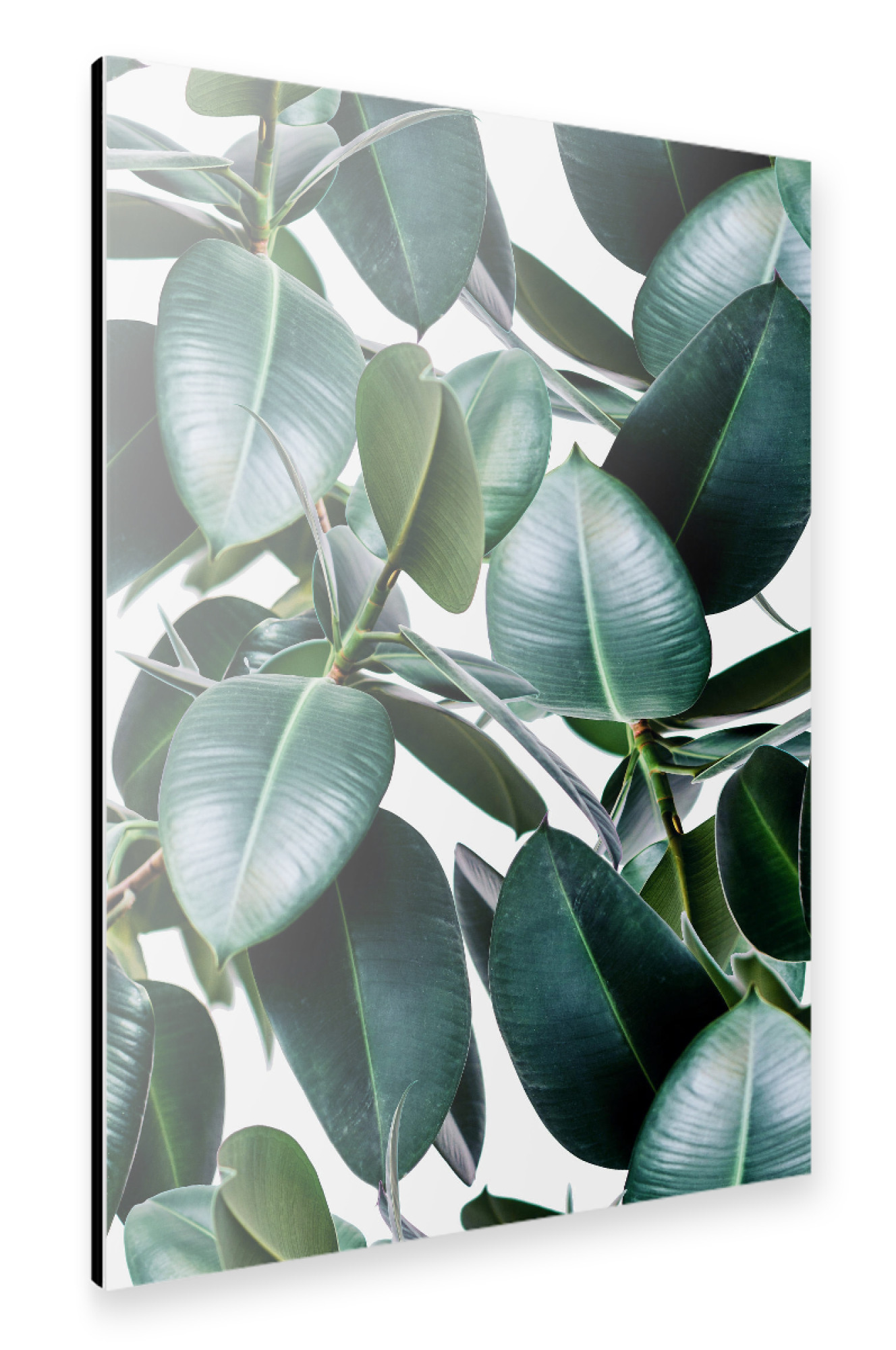 Alu-Dibond "Tropical Elastica" 30x20 cm artboxONE