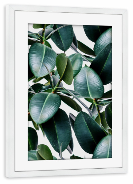 Poster mit Rahmen weiß "Tropical Elastica" artboxONE - Natur