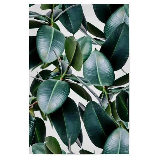 Poster "Tropical Elastica" artboxONE - Natur