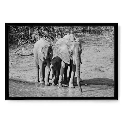 Elefanten Familie in Zimbabwe