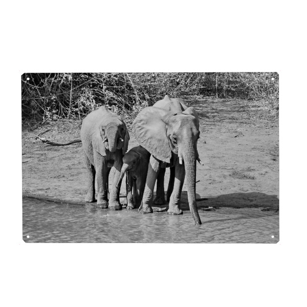 Holzbild "Elefanten Familie in Zimbabwe" artboxONE - Tiere,Schwarzweiß,Reise / Afrika - Elefant,Familie,Zimbabwe,Dickhäuter