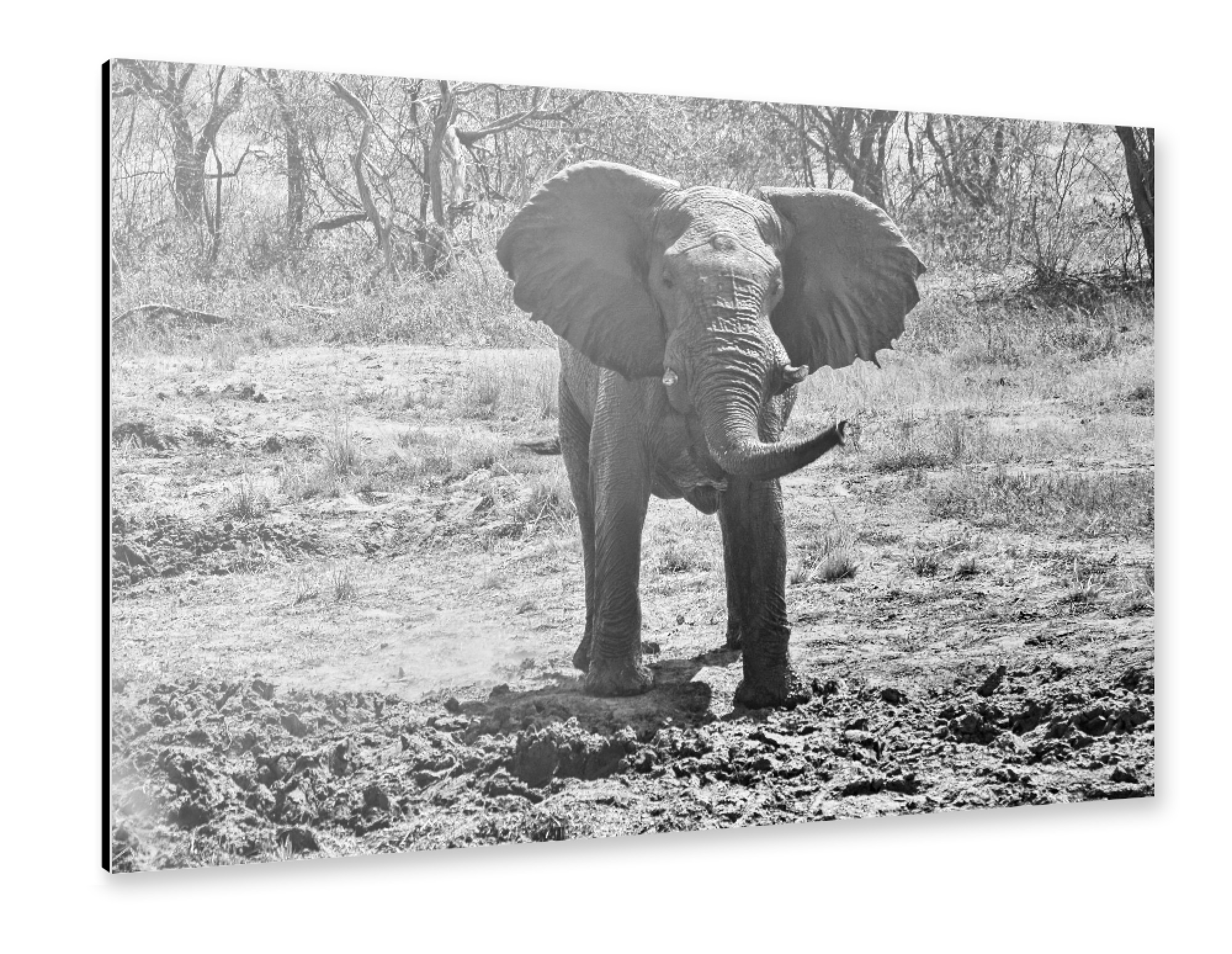 Alu-Dibond "Elefant Zimba" 75x50 cm artboxONE